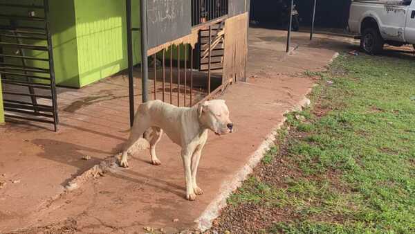 Perro atacó a una niña de 9 años