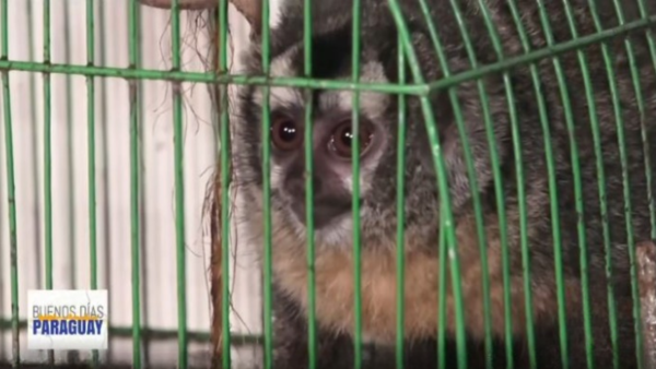 Mujer rescató a dos monos nocturnos