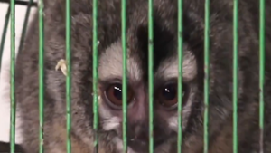 Video: Mujer rescata a dos monos nocturnos que eran ofrecidos por vendedora ambulante