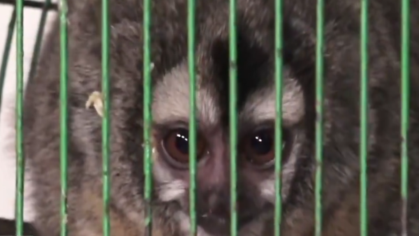 Video: Mujer rescata a dos monos nocturnos que eran ofrecidos por vendedora ambulante