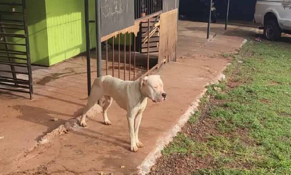 Niña fue mordida por un perro cuando iba a su casa – Prensa 5