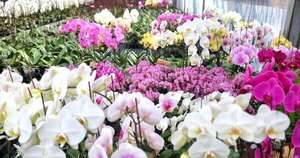 Diario HOY | Buscan formalizar el rubro de los arreglos florales