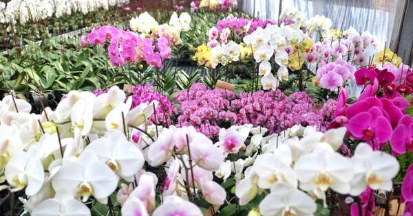 Diario HOY | Buscan formalizar el rubro de los arreglos florales