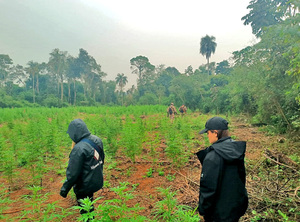 Fiscal busca identificar a cultivadores de marihuana en una reserva forestal - La Clave