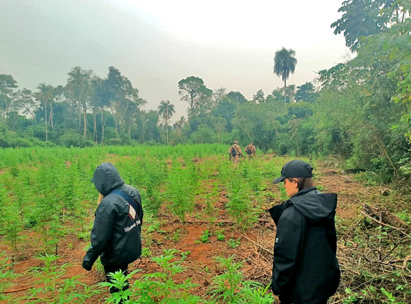Fiscal busca identificar a cultivadores de marihuana en una reserva forestal - La Clave