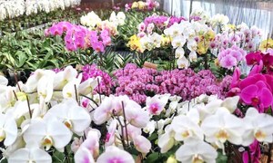 Buscan formalizar el rubro de los arreglos florales – Prensa 5