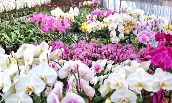 Buscan formalizar el rubro de los arreglos florales – Prensa 5