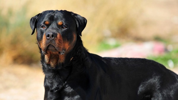 Diputados ratifica ley sobre perros potencialmente peligrosos