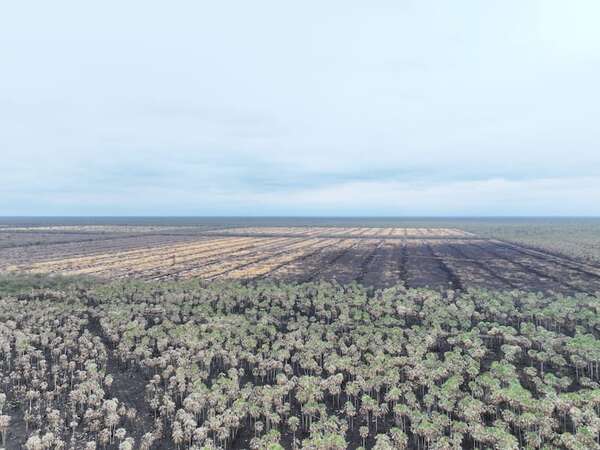 Alto Paraguay: Mades interviene proyecto agropecuario donde se habría iniciado fuego que provocó incendios - Noticias del Chaco - ABC Color