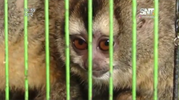 Un monito suelto en Barrio Obrero - SNT