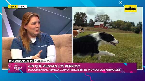 ¿En qué piensan los perros?: documental revela cómo estos animales perciben el mundo  - Ensiestados - ABC Color