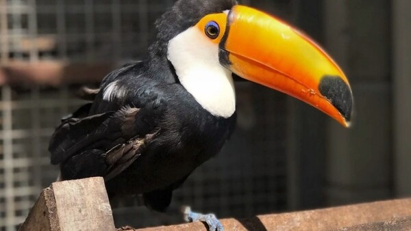 Llamado a la conciencia: La lucha del MADES contra el comercio de animales silvestres