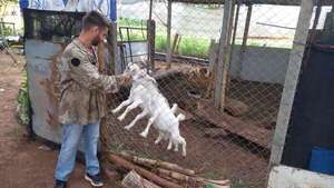 Refugio de animales municipal, incumple ordenanza, denuncian - Nacionales - ABC Color