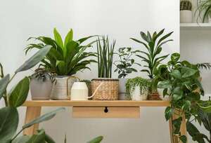 ¿Asesino serial de plantas? He aquí cinco de interior contra las que tal vez no puedas - Estilo de vida - ABC Color