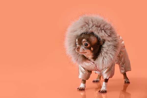 ¿De verdad tenés que abrigar a tu perro cuando hace frío? - Mascotas - ABC Color