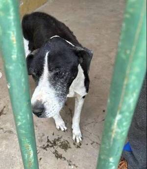 ¡Fiscalía no mueve ni un dedo! Defensa Animal necesita orden de allanamiento para rescatar a perrito que se está muriendo