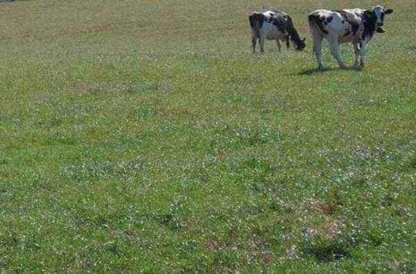 Estaban buscando unos animales y otra cosaité encontraron que no esperaban