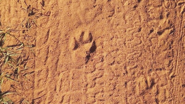 Un ser extraño mató animales en Itá, dicen