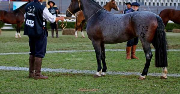 La Nación / Mañana, gran remate de caballos criollos