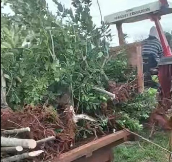 VIDEO: Descontentos por bajo precio, yerbateros destruyen sus cultivos