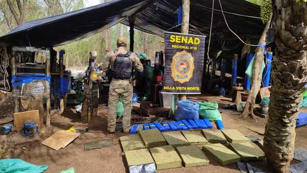 Senad halla campamentos con luz eléctrica y más de 2 toneladas de marihuana en Amambay