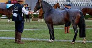 La Nación / Hoy se hará el gran remate de los caballos criollos