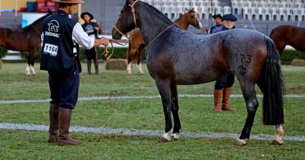 La Nación / Hoy se hará el gran remate de los caballos criollos