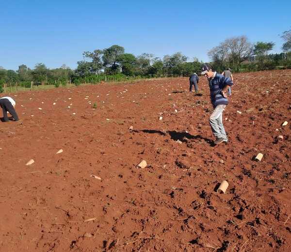 Heladas dañaron cultivo de sandía de productor minguero - La Clave