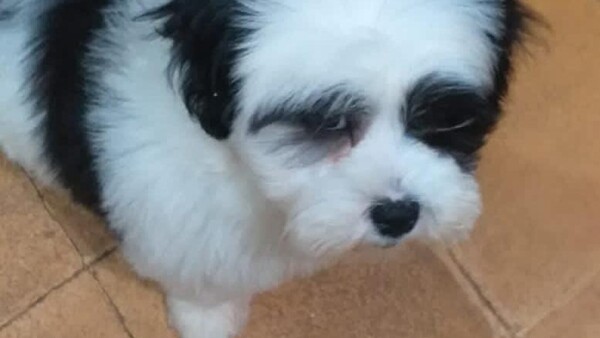 Policía recupera a Pandita, arrebatado de sus dueños y vendido por G. 20.000