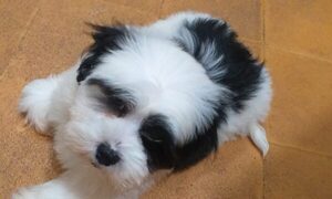 Que bárbaro: roban perritos en Asunción