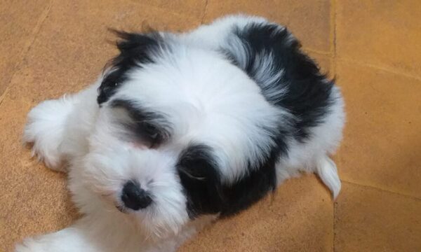 Que bárbaro: roban perritos en Asunción