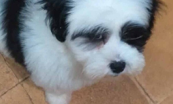 Policía recupera a Pandita, arrebatado de sus dueños y vendido por G. 20.000 – Prensa 5