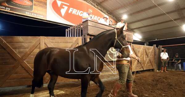 La Nación / Hoy rematarán los mejores caballos criollos