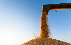 Advierten sobre volatilidad en precios de los principales commodities agrícolas