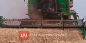 ZAFRA TRIGUERA EN ITAPÚA SE ACERCA A UN BUEN TÉRMINO SIN SOBRESALTOS - Itapúa Noticias