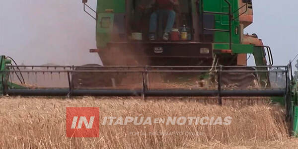 ZAFRA TRIGUERA EN ITAPÚA SE ACERCA A UN BUEN TÉRMINO SIN SOBRESALTOS - Itapúa Noticias