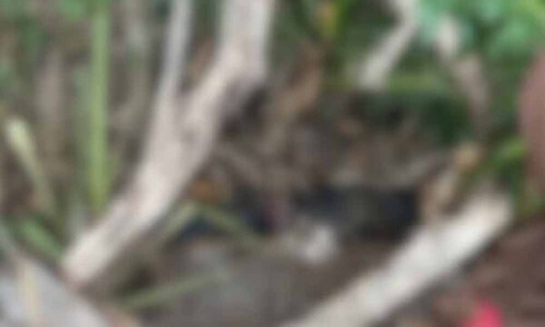 Joven desaparecido desde hace un mes fue hallado sin vida en Amambay – Prensa 5