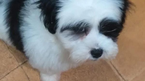 Cachorro que fue arrebatado de sus dueños y vendido por G. 20.000, fue recuperado por la Policía - OviedoPress