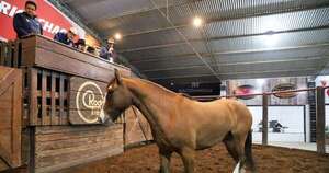 La Nación / Reñida puja por caballos criollos generó venta absoluta