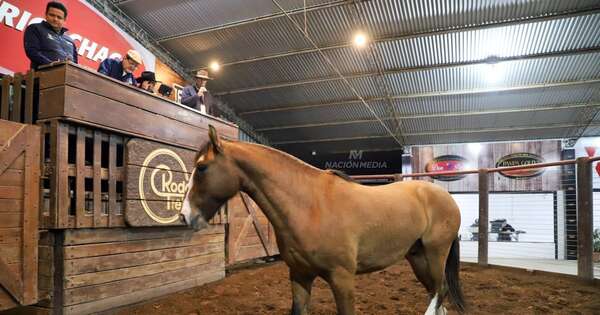 La Nación / Reñida puja por caballos criollos generó venta absoluta