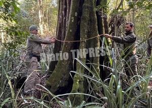 Itaipú postula emblemáticos árboles de sus áreas protegidas para Colosos de la Tierra – Diario TNPRESS