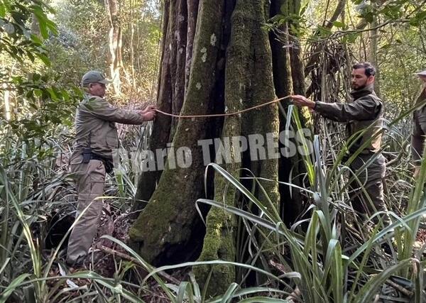 Itaipú postula emblemáticos árboles de sus áreas protegidas para Colosos de la Tierra – Diario TNPRESS