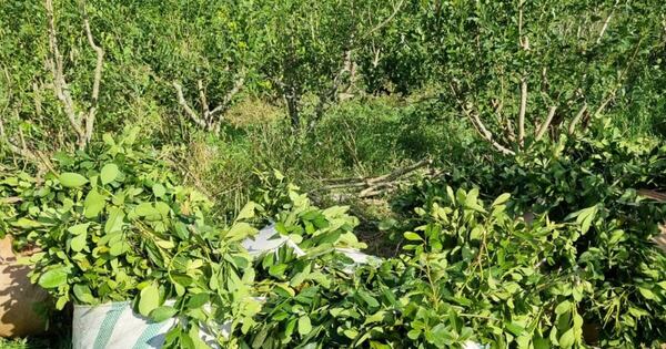 La Nación / Yerbateros de Itapúa destruyen sus cultivos por bajos precios
