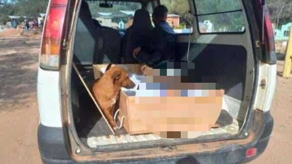 Perro no se apartó de su dueño fallecido y le acompañó hasta el cementerio