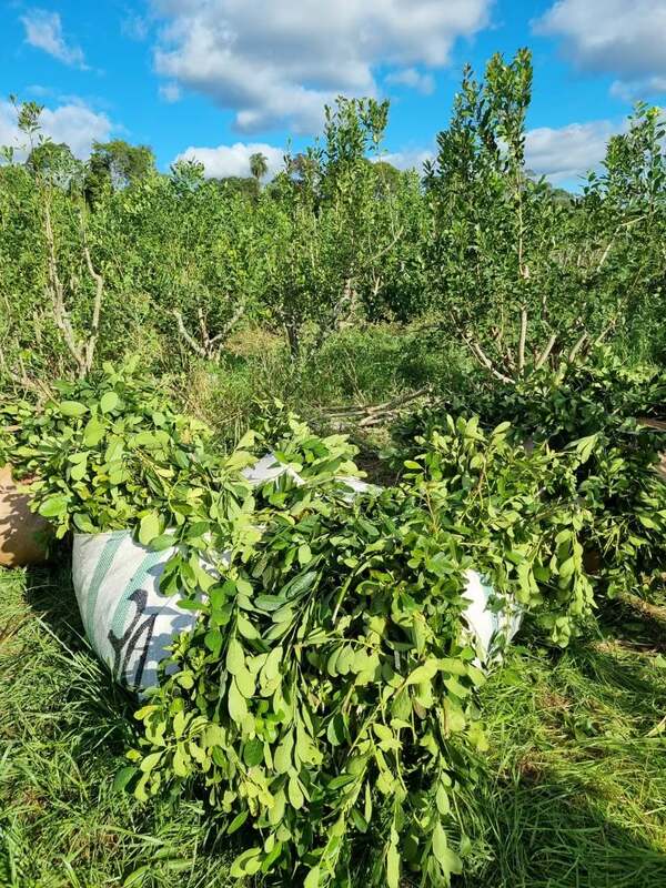 Yerbateros de Itapúa destruyen sus cultivos por bajos precios