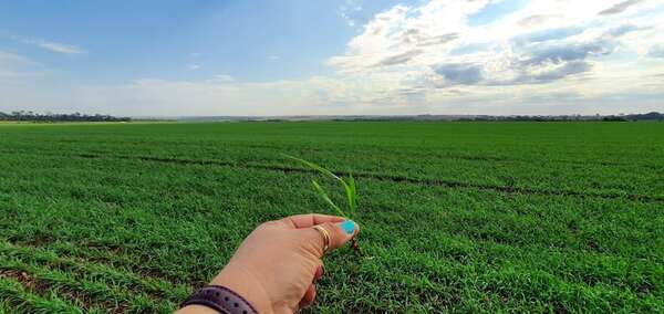 Preocupación por bajas temperaturas en la producción agrícola - ABC en el Este - ABC Color