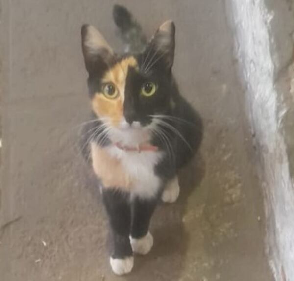 Arlyn - Encontrá a tu mascota - ABC Color