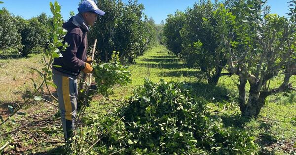 Diario HOY | Yerbateros de Itapúa destruyen sus propias plantaciones en protesta contra bajos precios