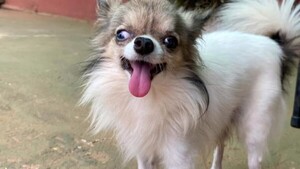 Ola de robos de perritos en Concepción