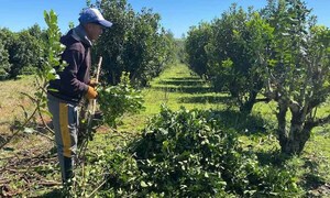 Yerbateros de Itapúa destruyen sus propias plantaciones en protesta contra bajos precios – Prensa 5